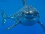 Opérateurs : quand les requins s’entre-dévorent